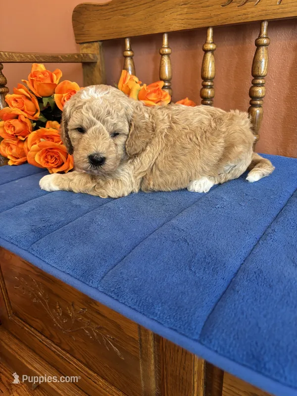Wally – Miniature Goldendoodle puppy for sale in Seneca, KS