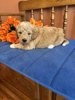 Wally, a male Miniature Goldendoodle for sale in Seneca, KS – 1 of 9