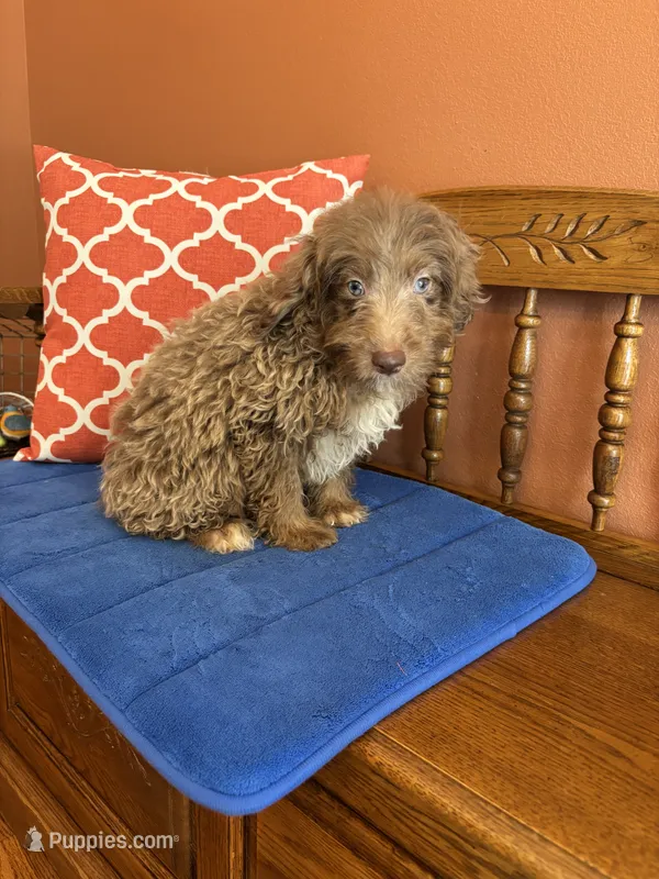 Buddy – Miniature Aussiedoodle puppy for sale in Seneca, KS