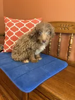 Buddy, a male Miniature Aussiedoodle for sale in Seneca, KS – 1 of 10