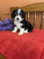 Sammy, a male Miniature Aussiedoodle for sale in Seneca, KS – 6 of 10