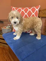 Lucy, a female Miniature Goldendoodle for sale in Seneca, KS – 9 of 10