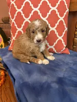 Luna, a female Miniature Goldendoodle for sale in Seneca, KS – 2 of 5