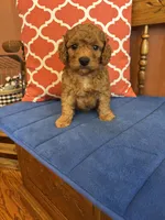 Ricky, a male Miniature Goldendoodle for sale in Seneca, KS – 7 of 9