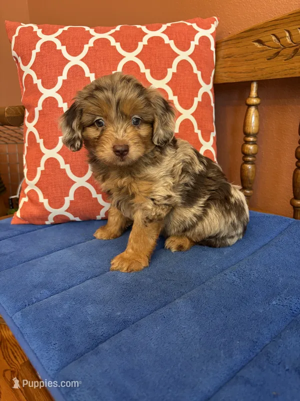 Boz – Miniature Aussiedoodle puppy for sale in Seneca, KS