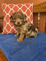 Boz, a male Miniature Aussiedoodle for sale in Seneca, KS – 1 of 9