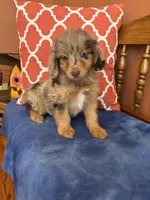 Tori, a female Miniature Aussiedoodle for sale in Seneca, KS – 7 of 10