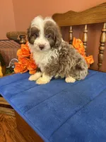 Simba, a male Miniature Aussiedoodle for sale in Seneca, KS – 5 of 10