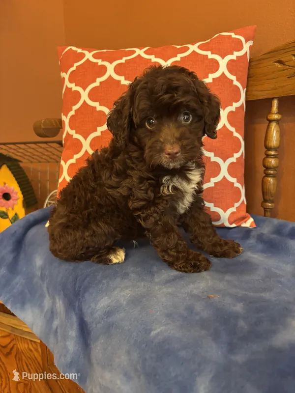 Bennie – Miniature Aussiedoodle puppy for sale in Seneca, KS