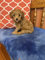 Tippy, a male Cavapoo for sale in Seneca, KS – 4 of 9