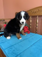 Mia, a female Miniature Bernedoodle for sale in Seneca, KS – 6 of 10