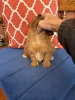 Max, a male Cavapoo for sale in Seneca, KS – 3 of 8