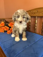 Ranger, a male Miniature Aussiedoodle for sale in Seneca, KS – 6 of 10