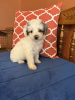 Penny, a female Miniature Aussiedoodle for sale in Seneca, KS – 4 of 8
