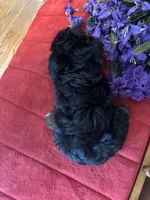 Milo, a male Miniature Aussiedoodle for sale in Seneca, KS – 7 of 8
