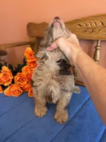 Annabelle, a female Miniature Aussiedoodle for sale in Seneca, KS – 6 of 8