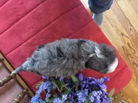 Dakota, a female Miniature Bernedoodle for sale in Seneca, KS – 8 of 9