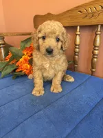 Boomer, a male Miniature Goldendoodle for sale in Seneca, KS – 3 of 10