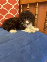 Ruby, a female Miniature Aussiedoodle for sale in Seneca, KS – 6 of 10