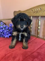 Milo, a male Miniature Aussiedoodle for sale in Seneca, KS – 5 of 8