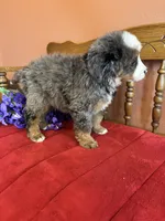 Winston, a male Miniature Bernedoodle for sale in Seneca, KS – 2 of 10