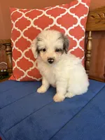 Penny, a female Miniature Aussiedoodle for sale in Seneca, KS – 2 of 8