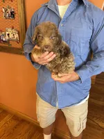 Buddy, a male Miniature Aussiedoodle for sale in Seneca, KS – 3 of 8