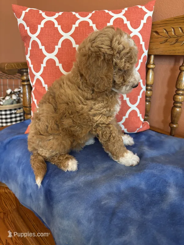 Luna – Miniature Goldendoodle puppy for sale in Seneca, KS