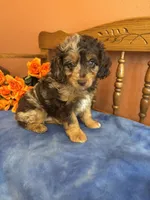 Gunner , a male Miniature Aussiedoodle for sale in Seneca, KS – 8 of 10