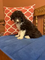 Ruby, a female Miniature Aussiedoodle for sale in Seneca, KS – 8 of 10