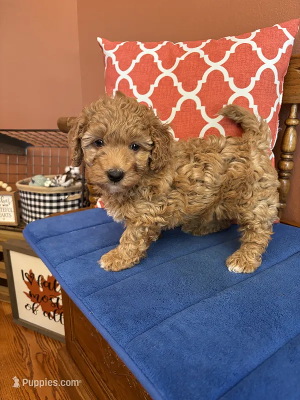 Ava – Miniature Goldendoodle puppy for sale in Seneca, KS