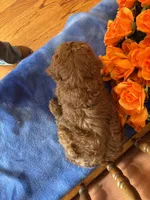 Boomer, a male Cavapoo for sale in Seneca, KS – Photo 4 of 4