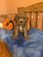 Boomer, a male Cavapoo for sale in Seneca, KS – Photo 2 of 4