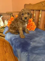 Boomer, a male Cavapoo for sale in Seneca, KS – Photo 1 of 4