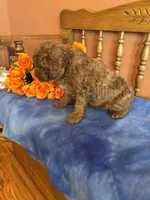 Boomer, a male Cavapoo for sale in Seneca, KS – Photo 3 of 4