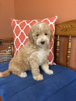 Lucy, a female Miniature Goldendoodle for sale in Seneca, KS – 7 of 10