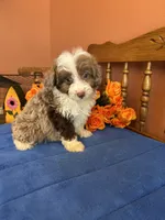 Simba, a male Miniature Aussiedoodle for sale in Seneca, KS – 1 of 10