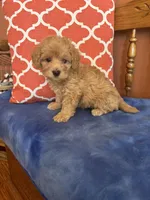 Alexis, a female Miniature Goldendoodle for sale in Seneca, KS – 2 of 10