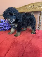 Milo, a male Miniature Aussiedoodle for sale in Seneca, KS – 6 of 8