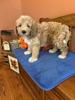 Wally, a male Miniature Goldendoodle for sale in Seneca, KS – 7 of 9