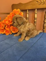 Lilly, a female Miniature Goldendoodle for sale in Seneca, KS – 6 of 8