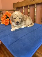 Wally, a male Miniature Goldendoodle for sale in Seneca, KS – 7 of 9