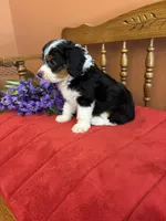Sammy, a male Miniature Aussiedoodle for sale in Seneca, KS – 9 of 10