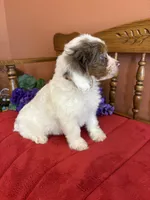 Maverick, a male Miniature Aussiedoodle for sale in Seneca, KS – 3 of 10