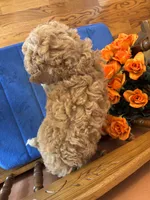 Wally, a male Miniature Goldendoodle for sale in Seneca, KS – 4 of 9