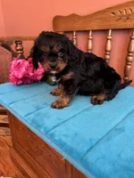 Toby, a male Cavapoo for sale in Seneca, KS – 4 of 8