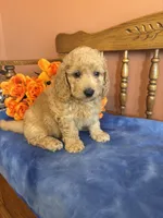 Jax, a male Miniature Goldendoodle for sale in Seneca, KS – 7 of 10