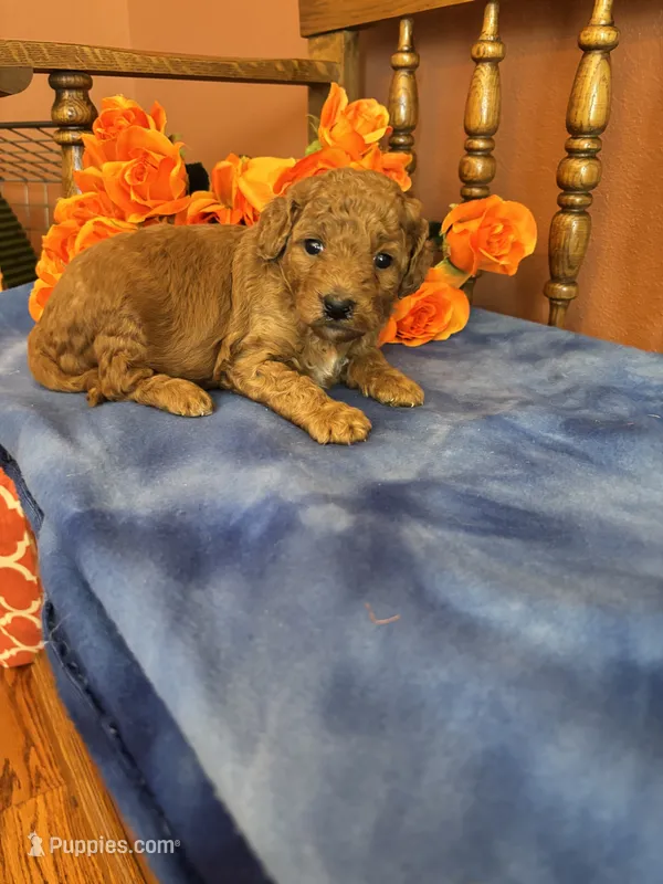 Marley – Miniature Goldendoodle puppy for sale in Seneca, KS