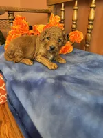Marley, a female Miniature Goldendoodle for sale in Seneca, KS – 1 of 7