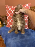 Buddy, a male Miniature Aussiedoodle for sale in Seneca, KS – 6 of 8